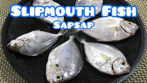 sapsap fish in english